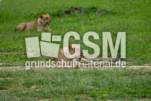 Löwen (46 von 69).jpg